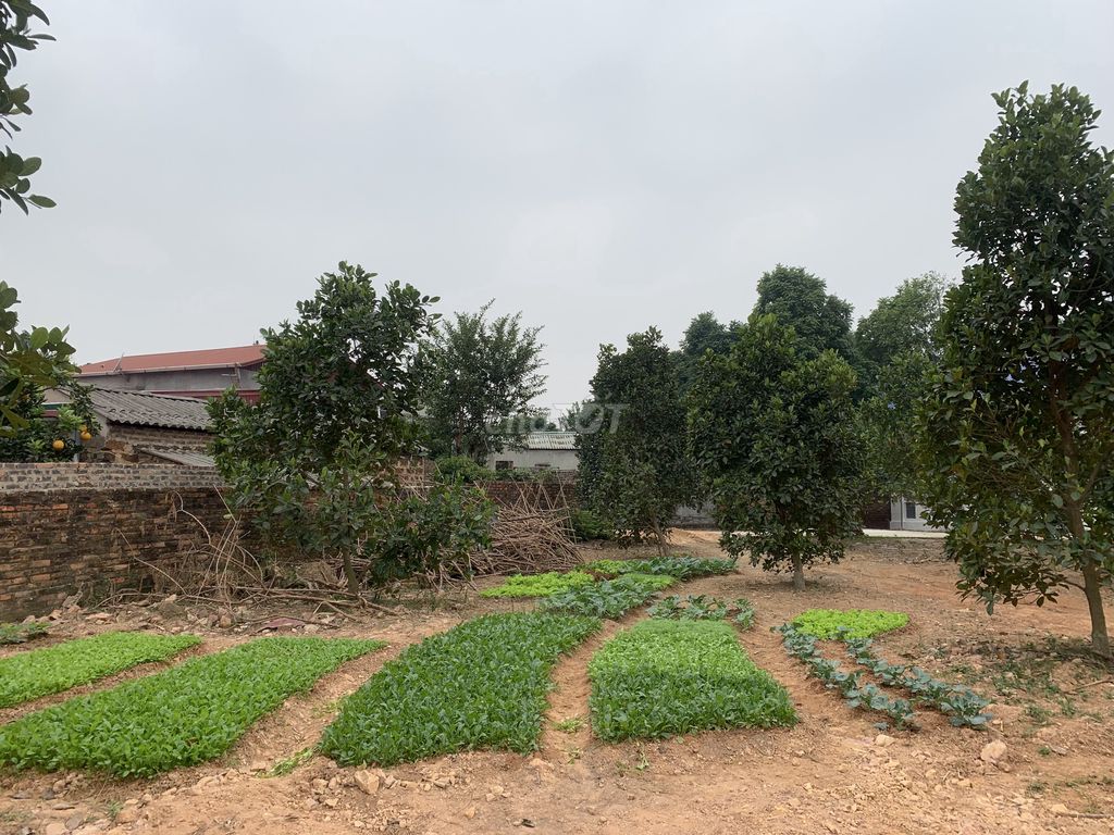 Cho thuê nhà vườn 1500m2 tại Phú Hữu xã Minh Phú - Sóc Sơn