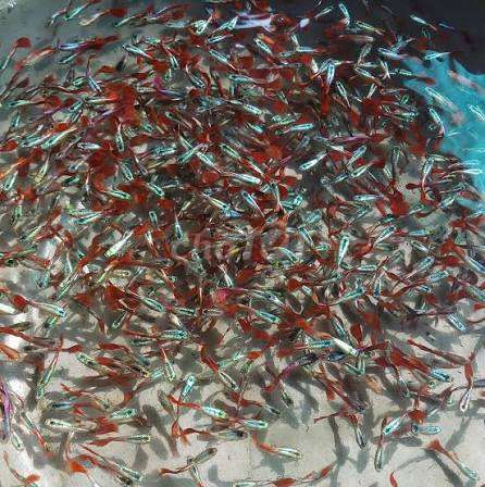 Cá bảy màu Đỏ Bạc 200 bé. Mua bán Thú cưng khác tại Huyện Phong Điền Cần Thơ được đăng bởi Lê nguyên hình 1