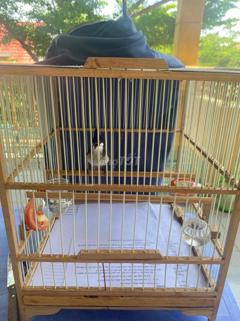 bận thanh lý chào mào A lưới huế mùa đầu. Mua bán Chim tại Thành phố Vũng Tàu Bà Rịa - Vũng Tàu được đăng bởi tien hình 1