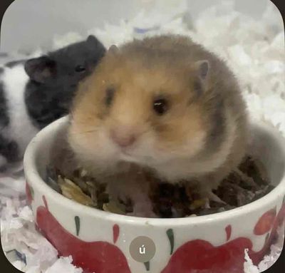 Chuột Hamster Bear nhiều màu