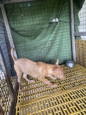 Chó Phú Quốc Cái Vện đẹp