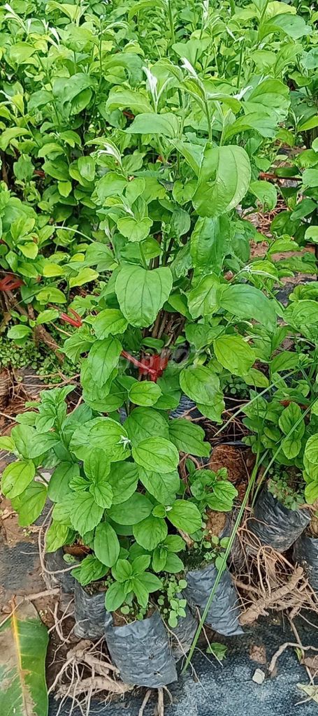 Cây giống Táo lê thân to. Mua bán Đồ chuyên dụng, Giống nuôi trồng tại Huyện Gia Lâm Hà Nội được đăng bởi Hoàng thị muôn hình 1