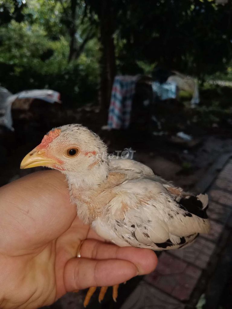 Gà Tre Bắc . Mua bán Gà tại Huyện Châu Thành Hậu Giang được đăng bởi Vu Le hình 1