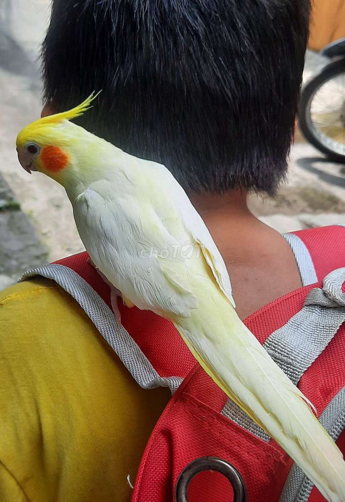 Tặng Balo vẹt khi đón em má đỏ Coktiel. Mua bán Chim tại Quận Gò Vấp Tp Hồ Chí Minh được đăng bởi Vẹt Cảnh Hiền Ngoan Thuần tại TPHCM hình 1