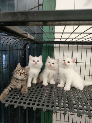 Tìm nhà mới cho mấy empes siêu xinh. Mua bán Mèo tại Quận 11 Tp Hồ Chí Minh được đăng bởi Ngọc Ngọc Meow
