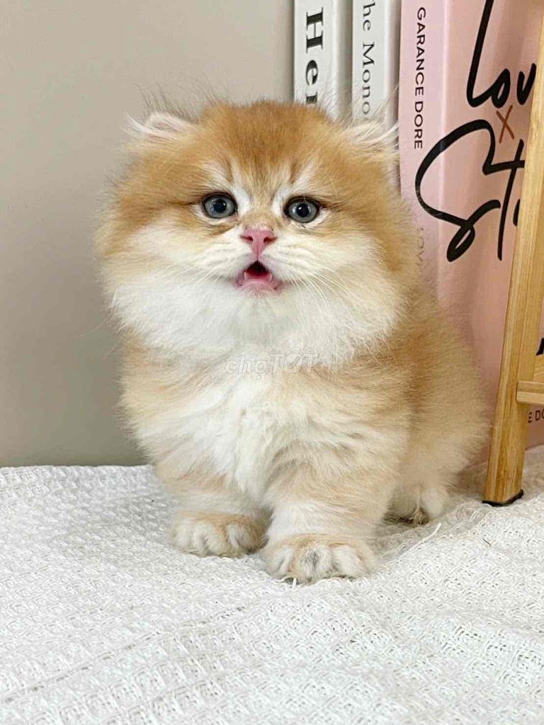 Mèo Anh chân ngắn lông dài Golden NY12- munchkin. Mua bán Mèo tại Quận Bình Tân Tp Hồ Chí Minh được đăng bởi Ngọc Ánh hình 1