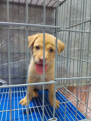Chó Labrador x Golden Cái Vàng Đã tiêm 5 bệnh