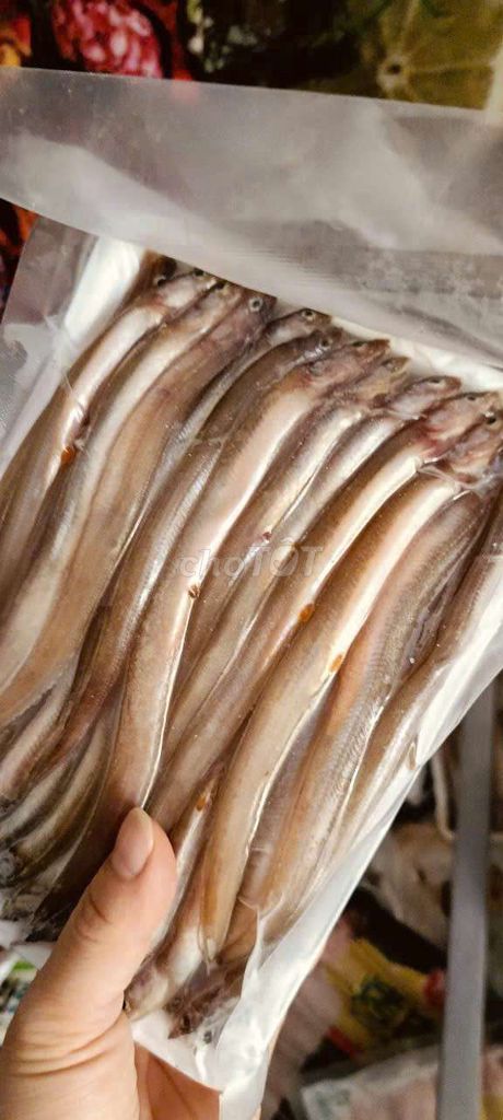 Cá sủn sỉn có trứng