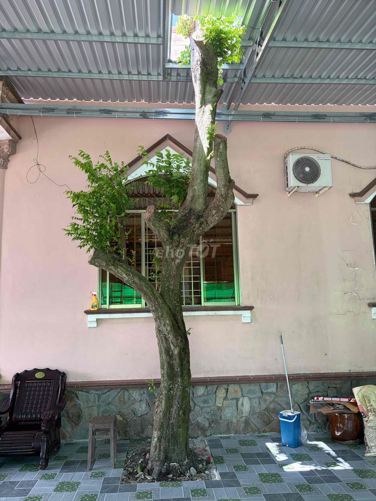 Cây khế. Mua bán Cây cảnh, đồ trang trí tại Quận Gò Vấp Tp Hồ Chí Minh được đăng bởi Phương  hình 1