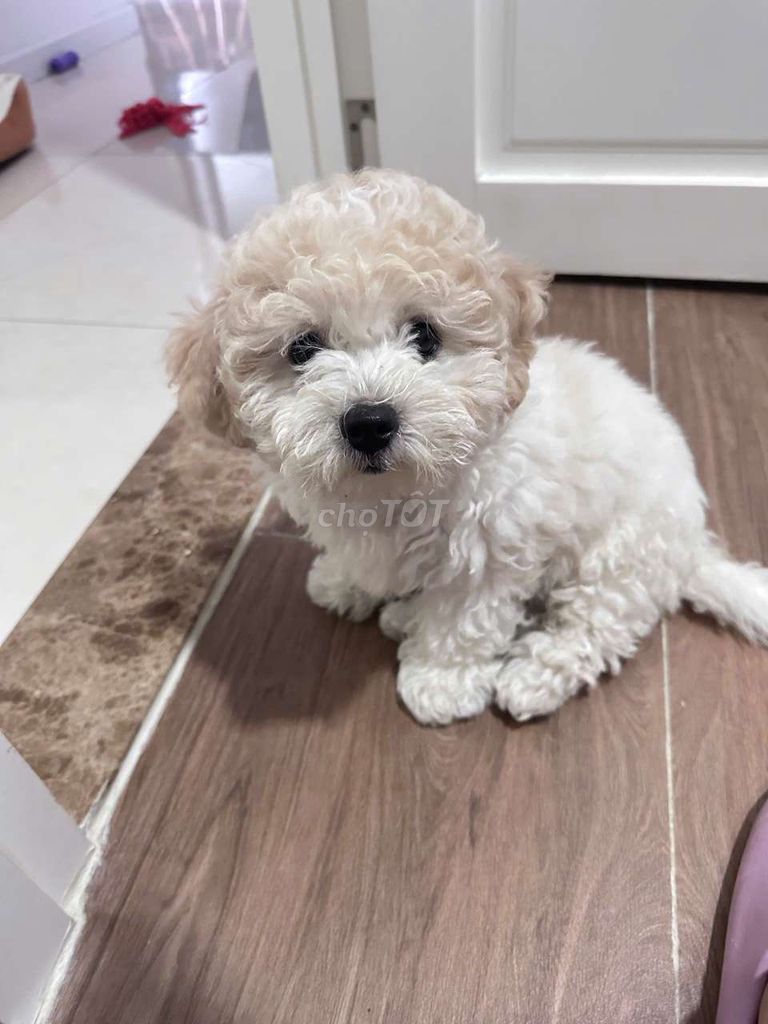 Chó Poochon trắng kem 4 tháng. Mua bán Chó tại Quận Phú Nhuận Tp Hồ Chí Minh được đăng bởi Liam Vu hình 1