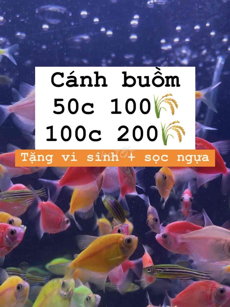 Combo cánh buồm 50c 100k, tặng vi sinh