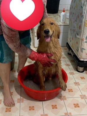 2 bé golden 1 đực 1 cái