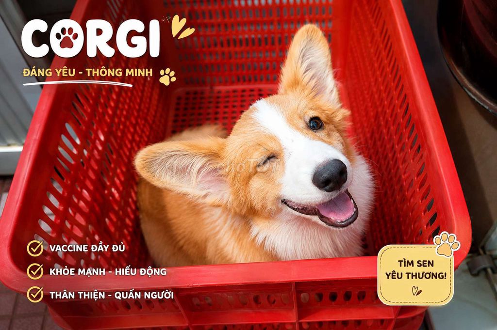 Chó Corgi Vàng trắng đực 4 tháng đã tiêm. Mua bán Chó tại Thành phố Thủ Đức Tp Hồ Chí Minh được đăng bởi Nhân Sinh hình 1