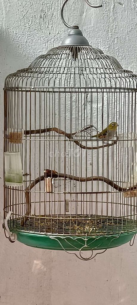 Chim Khoen đùi nâu Khá tuần. Mua bán Chim tại Thành phố Thủ Đức Tp Hồ Chí Minh được đăng bởi Trường Hải hình 1