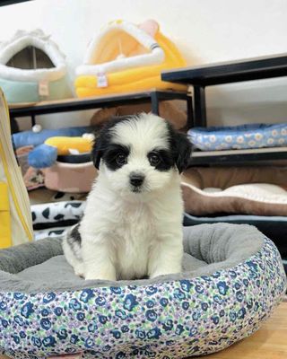 Chó Poodle Lai Nhật