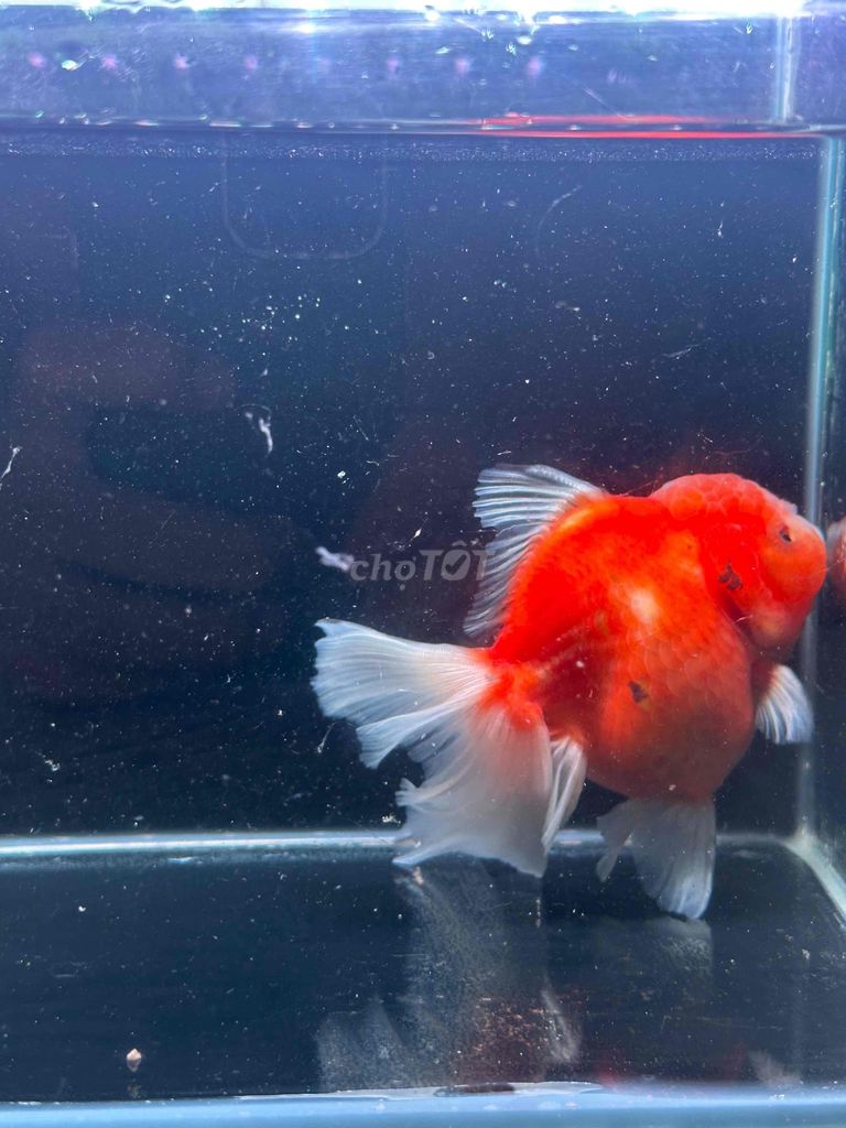 oranda lụa đẹp 300k