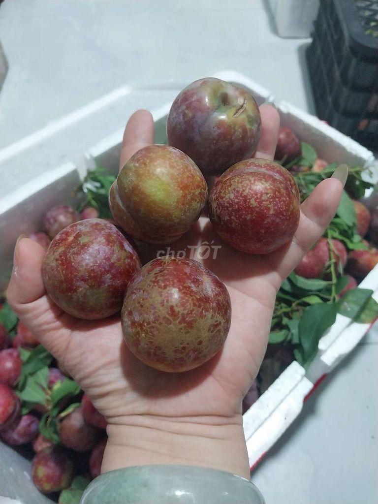 Mận size 30  quả  1kg  .  Thùng  10kg  235k. Mua bán Đồ ăn, thực phẩm và các loại khác tại Quận Gò Vấp Tp Hồ Chí Minh được đăng bởi shop trái cây sạch hình 5
