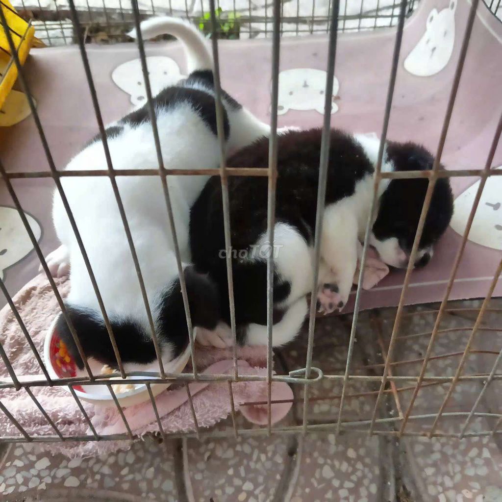 Chó Bò sữa Đen trắng mới biết ăn. Mua bán Chó tại Quận Cái Răng Cần Thơ được đăng bởi Ninh Nguyenkhai hình 1