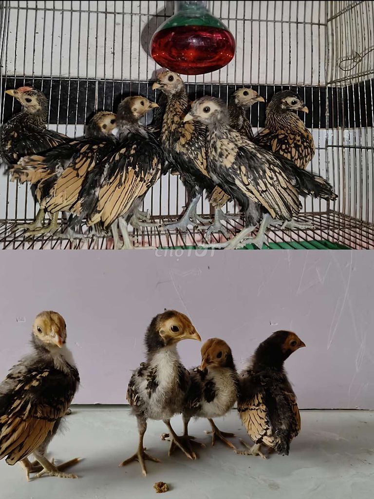 Gà vảy cá đồng 1-2 tháng tuổi. Mua bán Gà tại Quận 12 Tp Hồ Chí Minh được đăng bởi Gà Kiểng Sài Gòn  hình 1