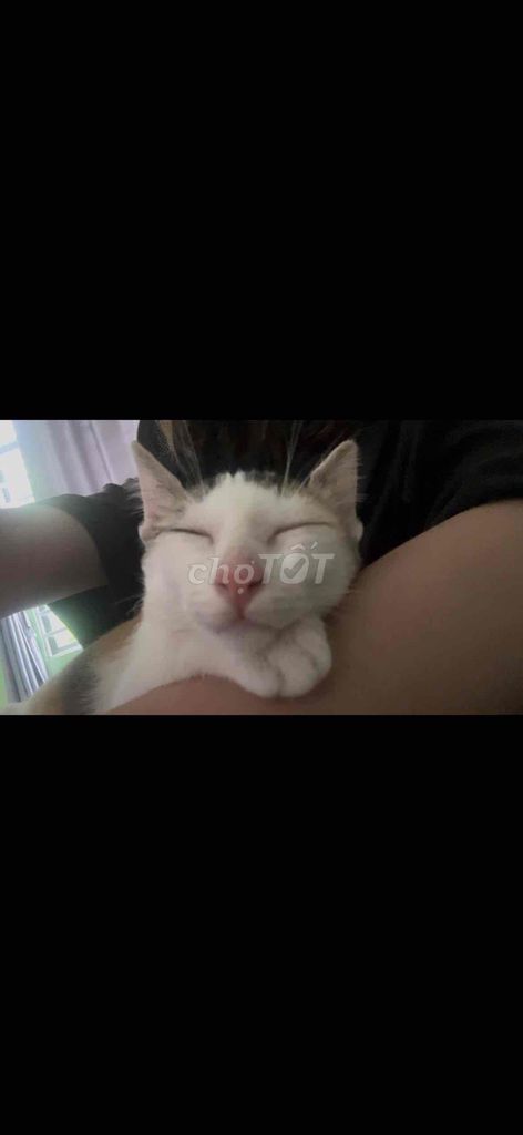Tìm chủ yêu thương bé. Mua bán Mèo tại Quận 7 Tp Hồ Chí Minh được đăng bởi Ngoc Anh hình 4