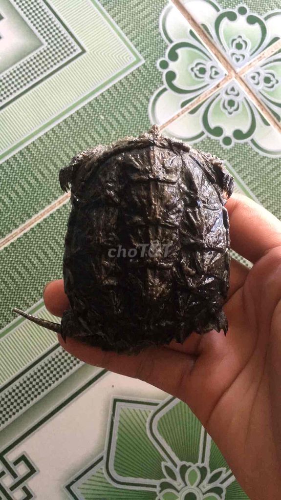 tôi cần bán rùa. Mua bán Thú cưng khác tại Huyện Quảng Điền Thừa Thiên Huế được đăng bởi Nguyễn quốc kha hình 1