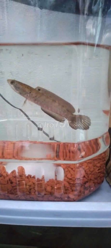 Cá cảnh màu Nâu. Mua bán Thú cưng khác tại Quận 7 Tp Hồ Chí Minh được đăng bởi Lê nhựt tân Tân hình 1
