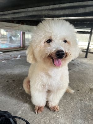 Poodle,màu trắng,2tuổi nặng 2kg
