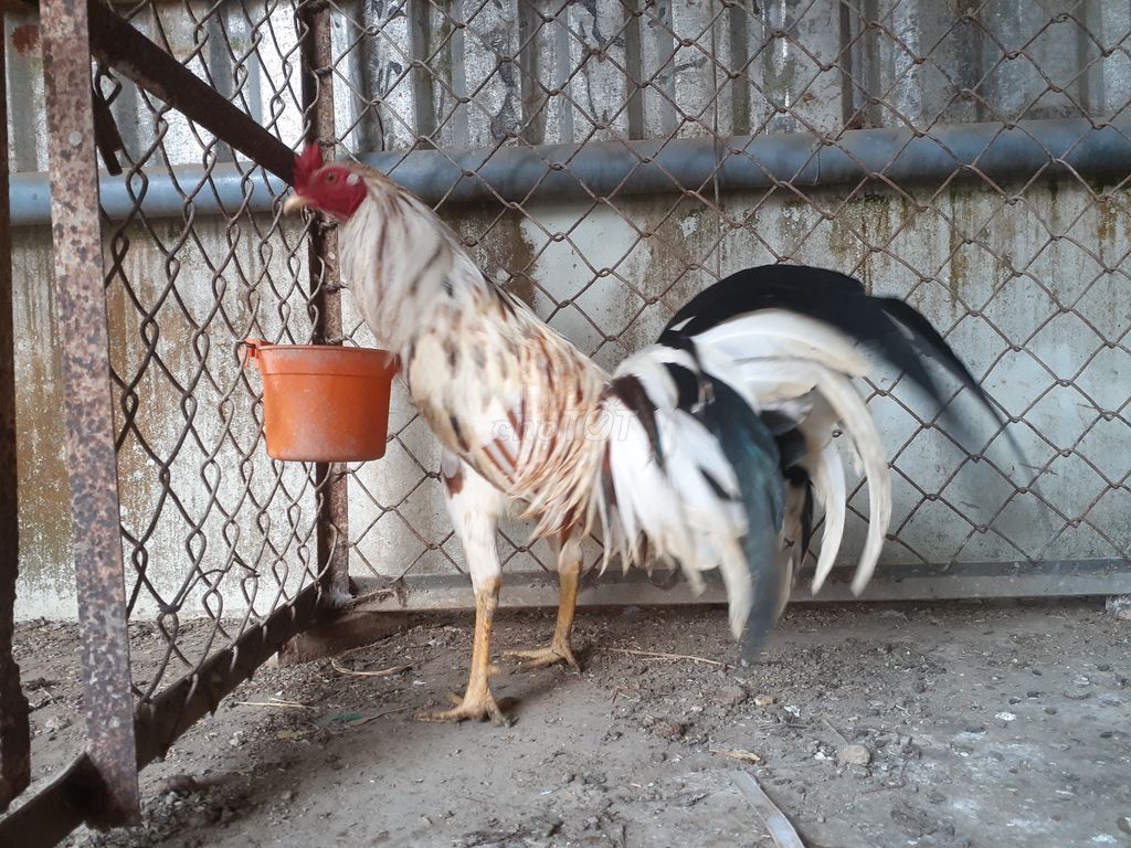THANH LÝ NÒI + NÒI  ĐẺN. Mua bán Gà tại Thành phố Vĩnh Long Vĩnh Long được đăng bởi QUÝ VĨNH LONG hình 1