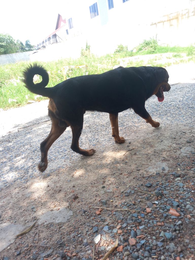 Chó Rottweiler Đen vàng Đực. Mua bán Chó tại Huyện Long Thành Đồng Nai được đăng bởi Tên chưa cung cấp hình 2