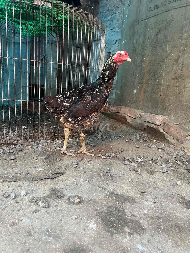 Gà mái mơ cái. Mua bán Gà tại Huyện Đông Anh Hà Nội được đăng bởi Phùng Văn Tân hình 1