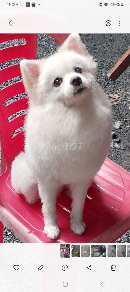 Chó Phốc Sóc cái 2 tuổi 3 tháng. Mua bán Chó tại Huyện Hóc Môn Tp Hồ Chí Minh được đăng bởi Thanh hình 1