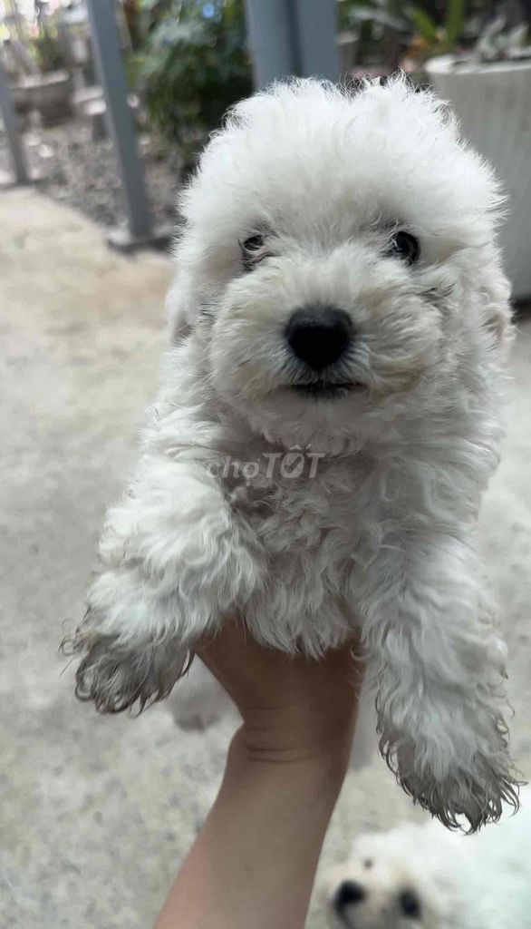 Poodle tiny lông trắng chân ngắn giá rẻ