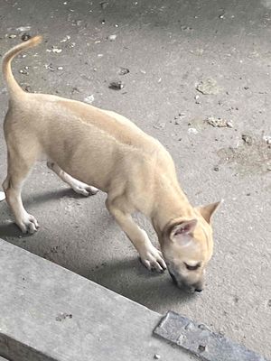 Chó Phú Quốc con khỏe mạnh