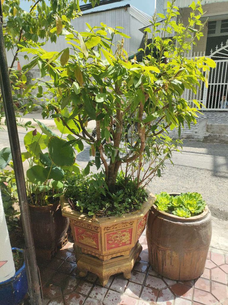 Cây cảnh Mai vàng. Mua bán Cây cảnh, đồ trang trí tại Thành phố Long Xuyên An Giang được đăng bởi  Nguyễn 25286 hình 1