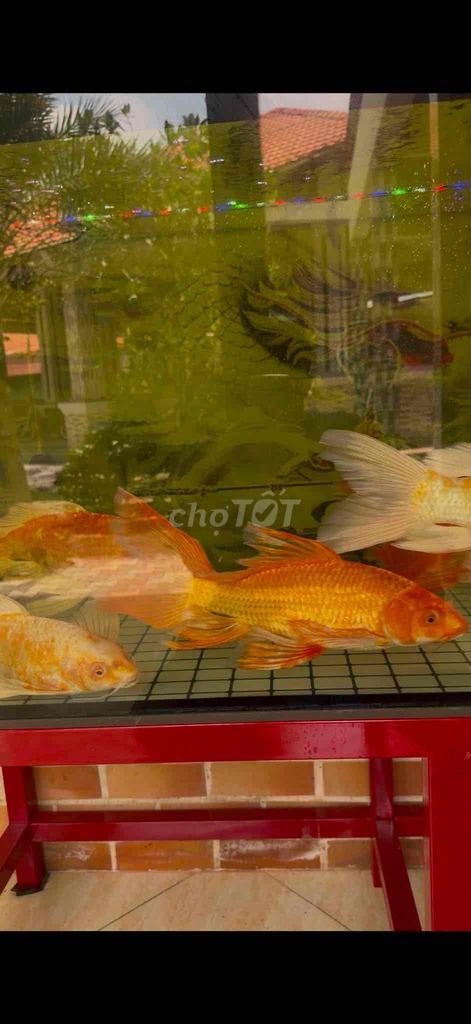 7 phi tần , 7 sư tử nhỏ. Mua bán Thú cưng khác tại Huyện Châu Thành Tiền Giang được đăng bởi Mr Duong hình 1