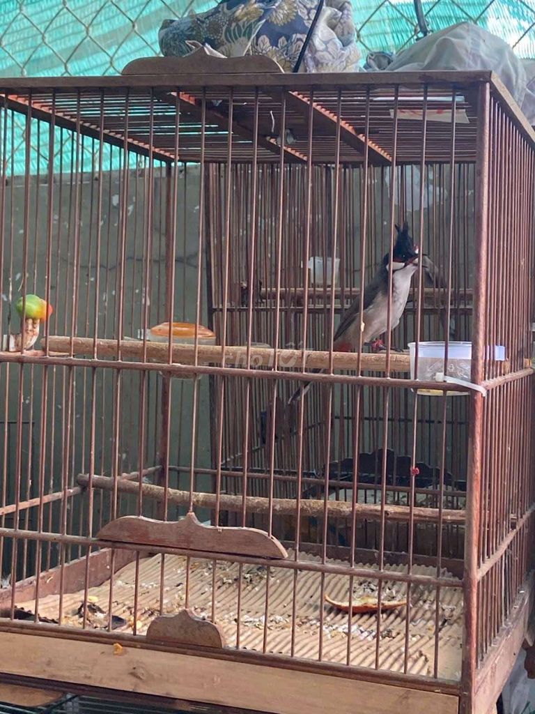 Chim MÁI bộ to  cực đẹp . Mua bán Chim tại Quận Tân Phú Tp Hồ Chí Minh được đăng bởi Khang  100 Vườn lài hình 1