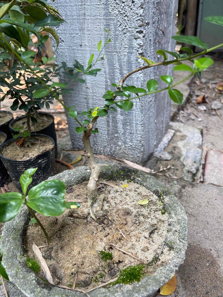 Cây sam hương trang trí. Mua bán Cây cảnh, đồ trang trí tại Quận Ngũ Hành Sơn Đà Nẵng được đăng bởi Trần Mạnh hình 1