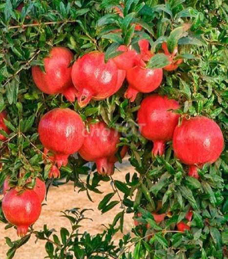 Cây Lựu đỏ ❤️Ấn Độ❤️,đỏ rực,to và nhỏ❤️. Mua bán Cây cảnh, đồ trang trí tại Quận Gò Vấp Tp Hồ Chí Minh được đăng bởi Tô Kem  hình 1