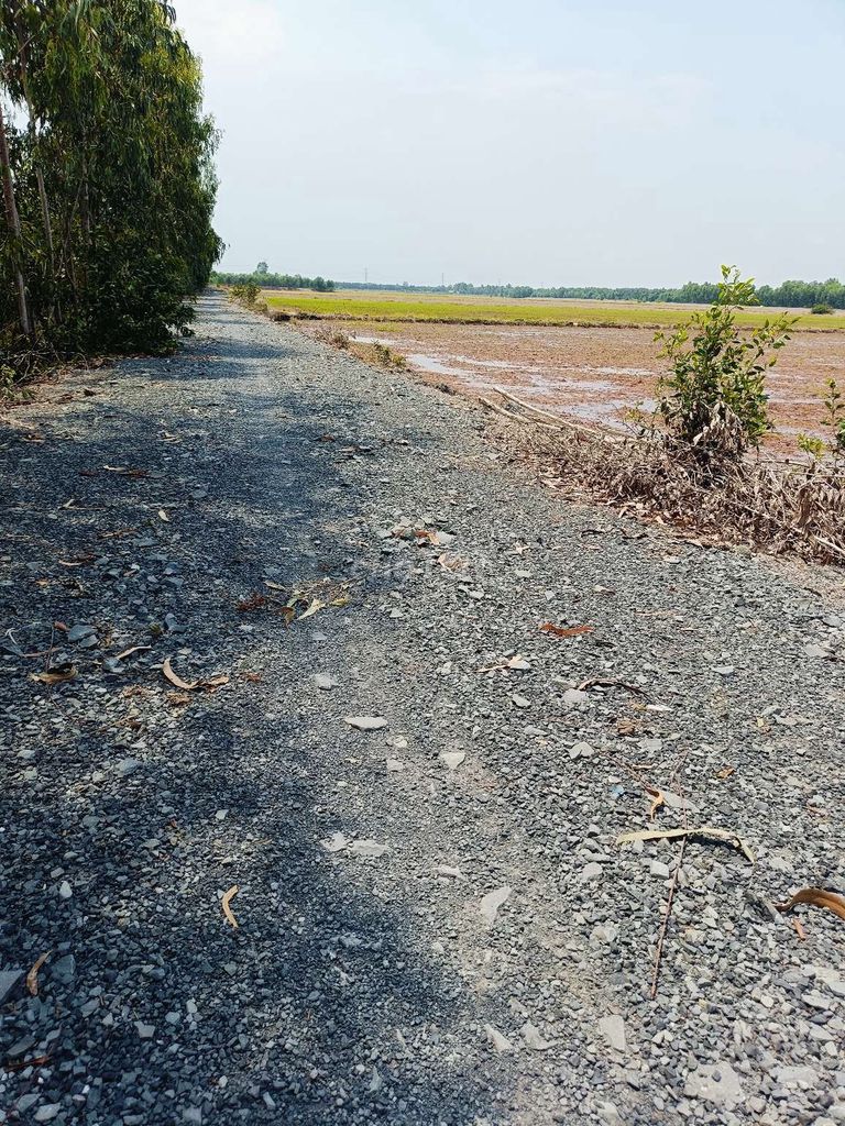 Đất lúa mặt tiền đường bờ kênh lớn.. Mua bán đất tại Huyện Thủ Thừa Long An được đăng bởi huynh tan dat hình 4