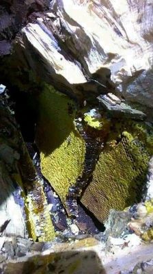 Mật ong rừng. Mua bán Đồ ăn, thực phẩm và các loại khác tại Quận Gò Vấp Tp Hồ Chí Minh được đăng bởi Tấn Đạt