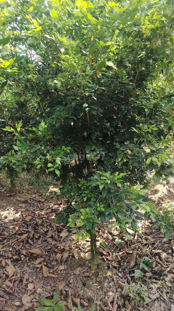 Cây cảnh Nguyệt quế 1m4 - 1m8. Mua bán Cây cảnh, đồ trang trí tại Huyện Kế Sách Sóc Trăng được đăng bởi Thanh long hình 1