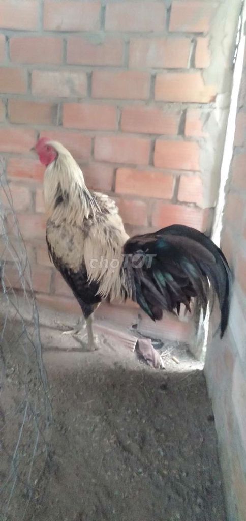 2,4 kg tơ trạng bự cho a e vú. Mua bán Gà tại Huyện Phong Điền Cần Thơ được đăng bởi Ký cần Thơ  hình 1