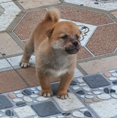 Chó Shiba đực 5 tuần tuổi Nâu vàng