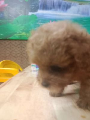 Chó Poodle Nâu