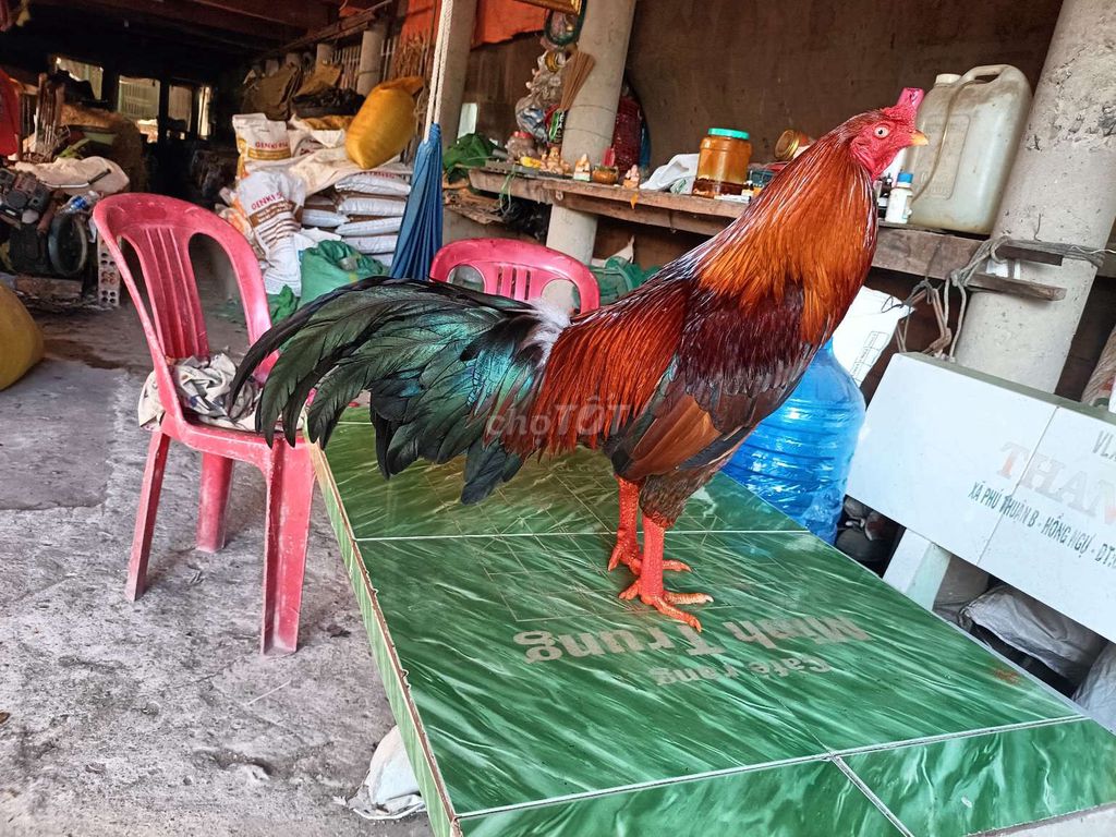đều 2k8 đại giáp tay tốt. Mua bán Gà tại Huyện Phú Tân An Giang được đăng bởi Vủ kê hình 1