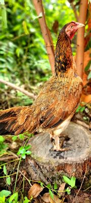 Gà mái nòi Asil lai Mỹ vảy rồng mặt râull. Mua bán Gà tại Huyện Củ Chi Tp Hồ Chí Minh được đăng bởi Chicken Shop 