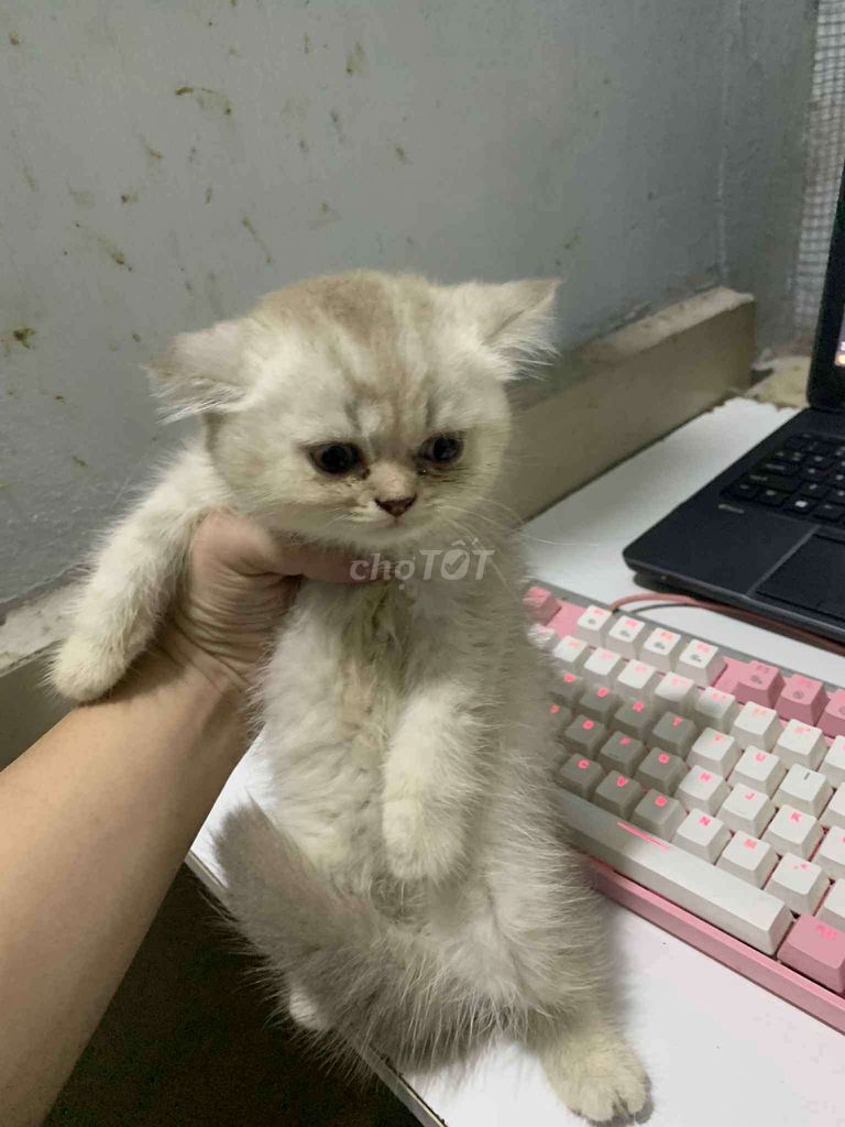 Mèo anh lông ngắn mặt bánh bao