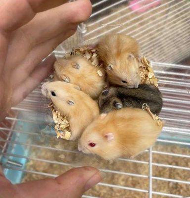 Chuột hamster ww đủ màu Q8, Bình Chánh