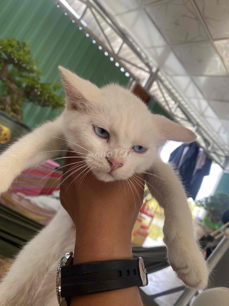 Mèo Trắng mắt xanh đã tiêm. Mua bán Mèo tại Huyện Thới Bình Cà Mau được đăng bởi Lê Thanh trường hình 1