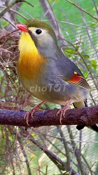 Chim Quế lâm Trống mái Nhiều màu. Mua bán Chim tại Quận 12 Tp Hồ Chí Minh được đăng bởi Võ Nguyễn Gia Huy hình 1